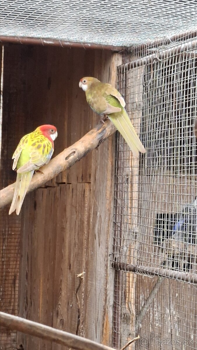 Papagaje rozely - 15