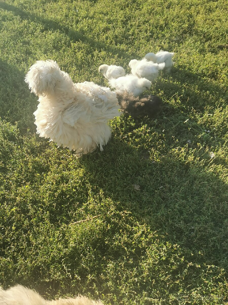 Nasadové vajíčka hodvábnicka - 15