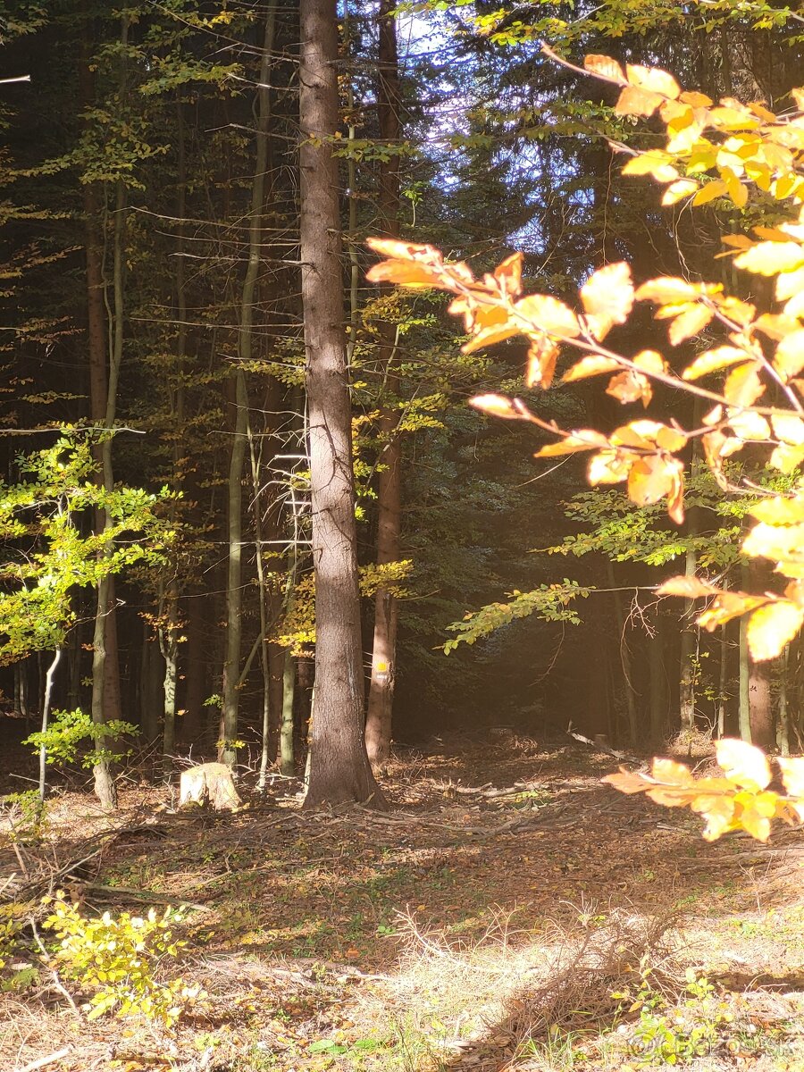 Vymením 3,8 ha lesného pozemku za ornú pôdu - 15