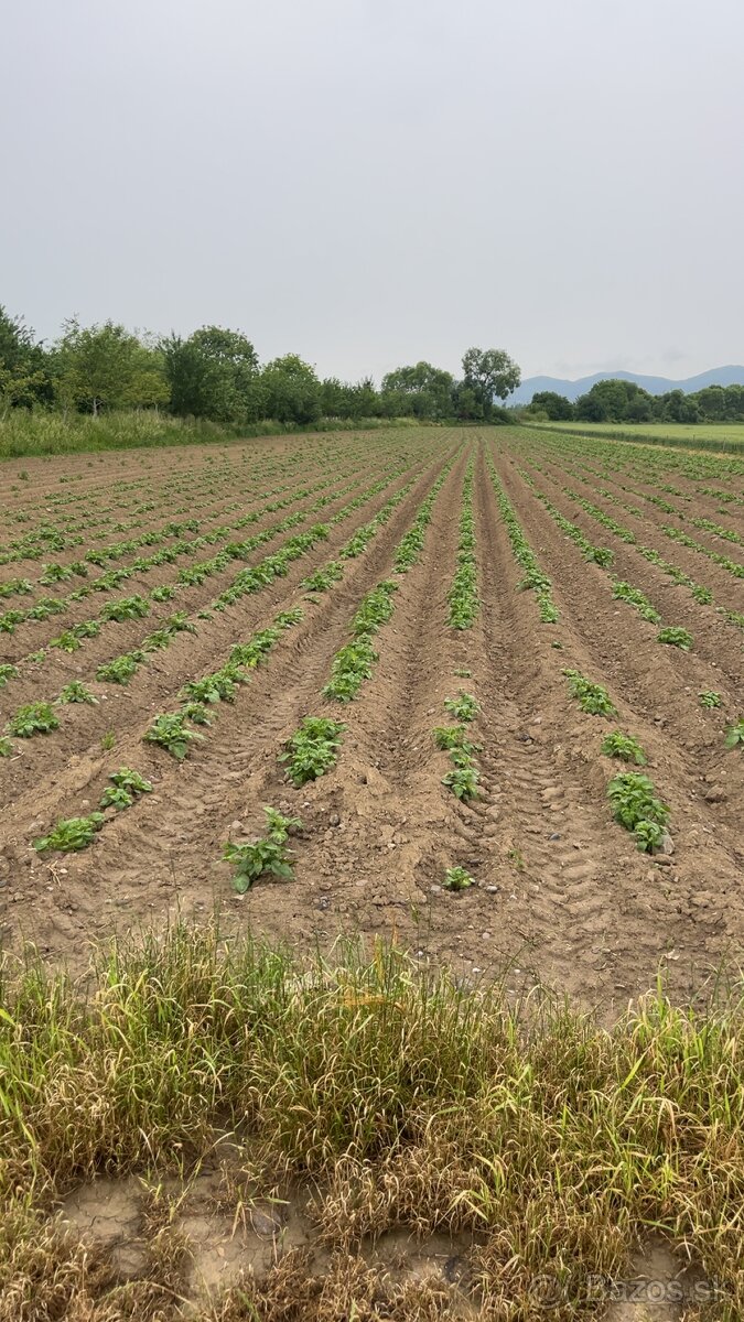 Domáce Zemiaky - 15