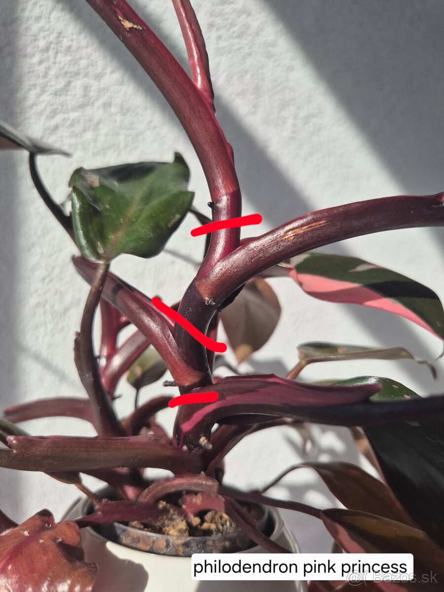 Predám izbové rastliny - 15