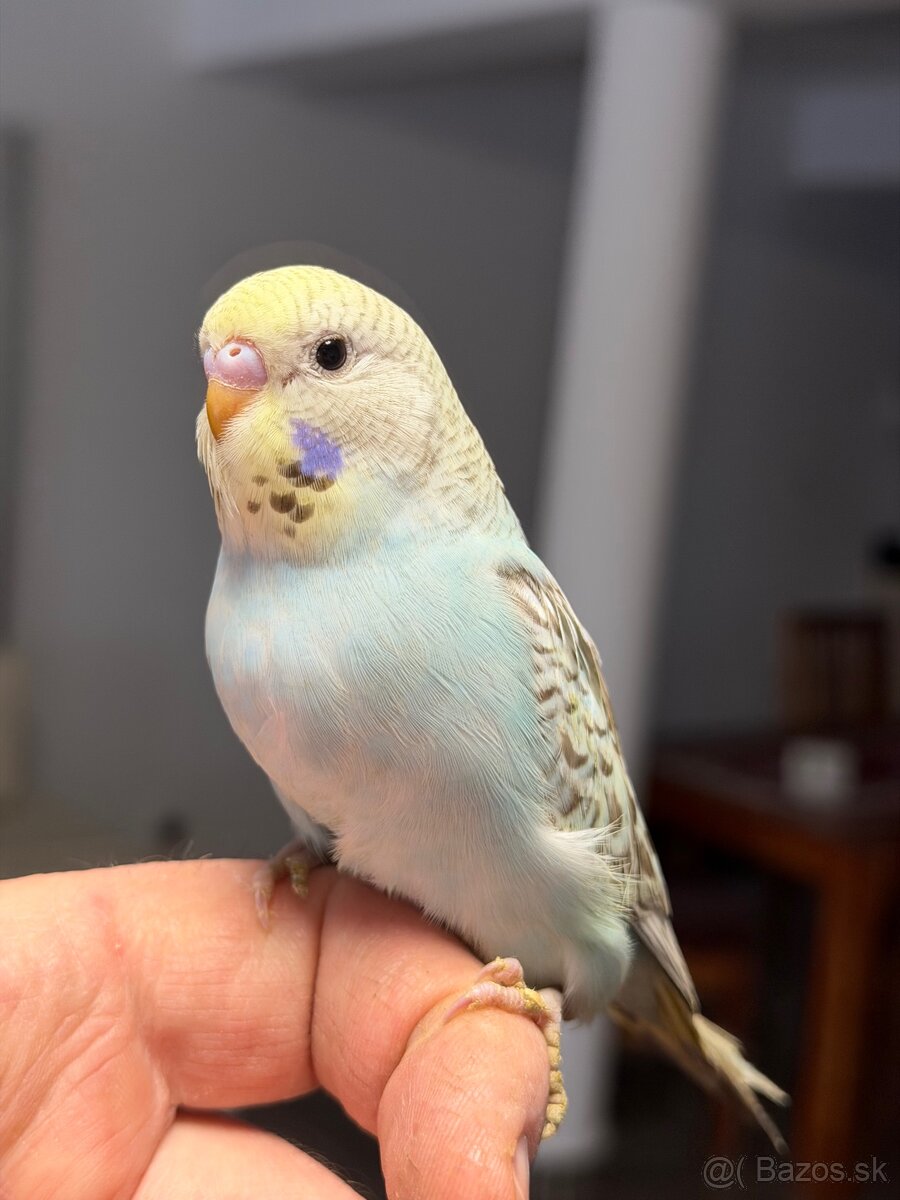 Andulky mlada Maznačik - 15