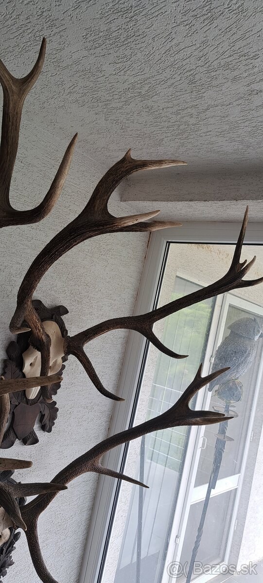 Trofeje a preparáty - 15