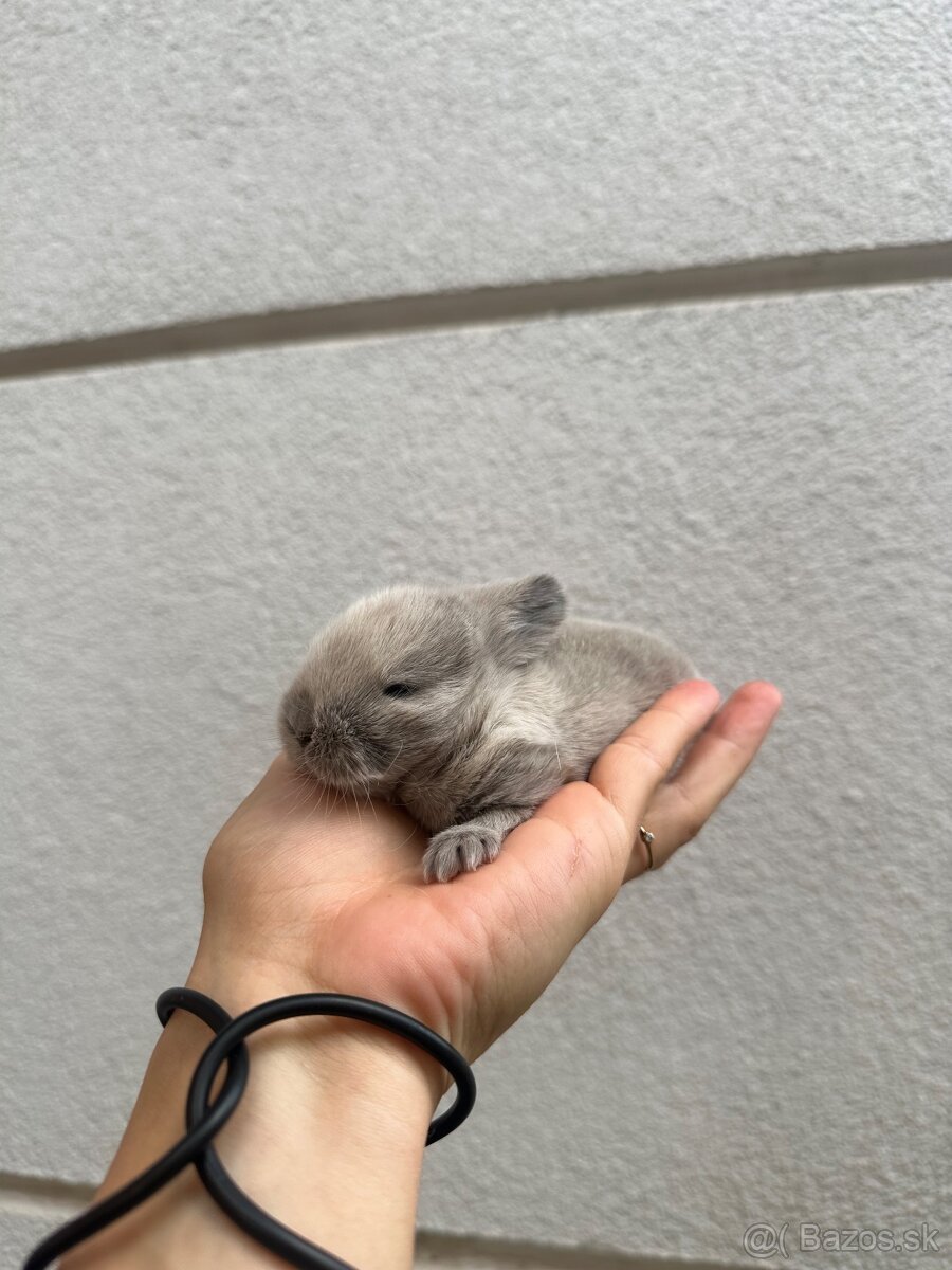 🩷Minilop zakrsly kralik 🐰🩷 - 15