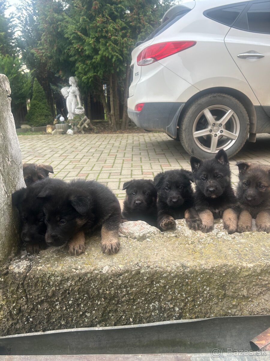 Nemecky ovčiak šteniatka - 15