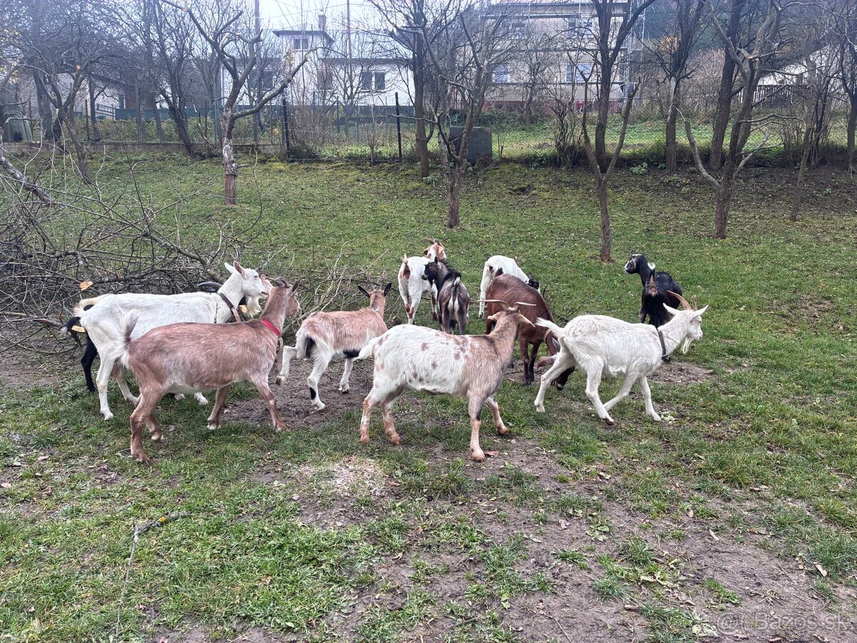 Predám dojné kozi - 15