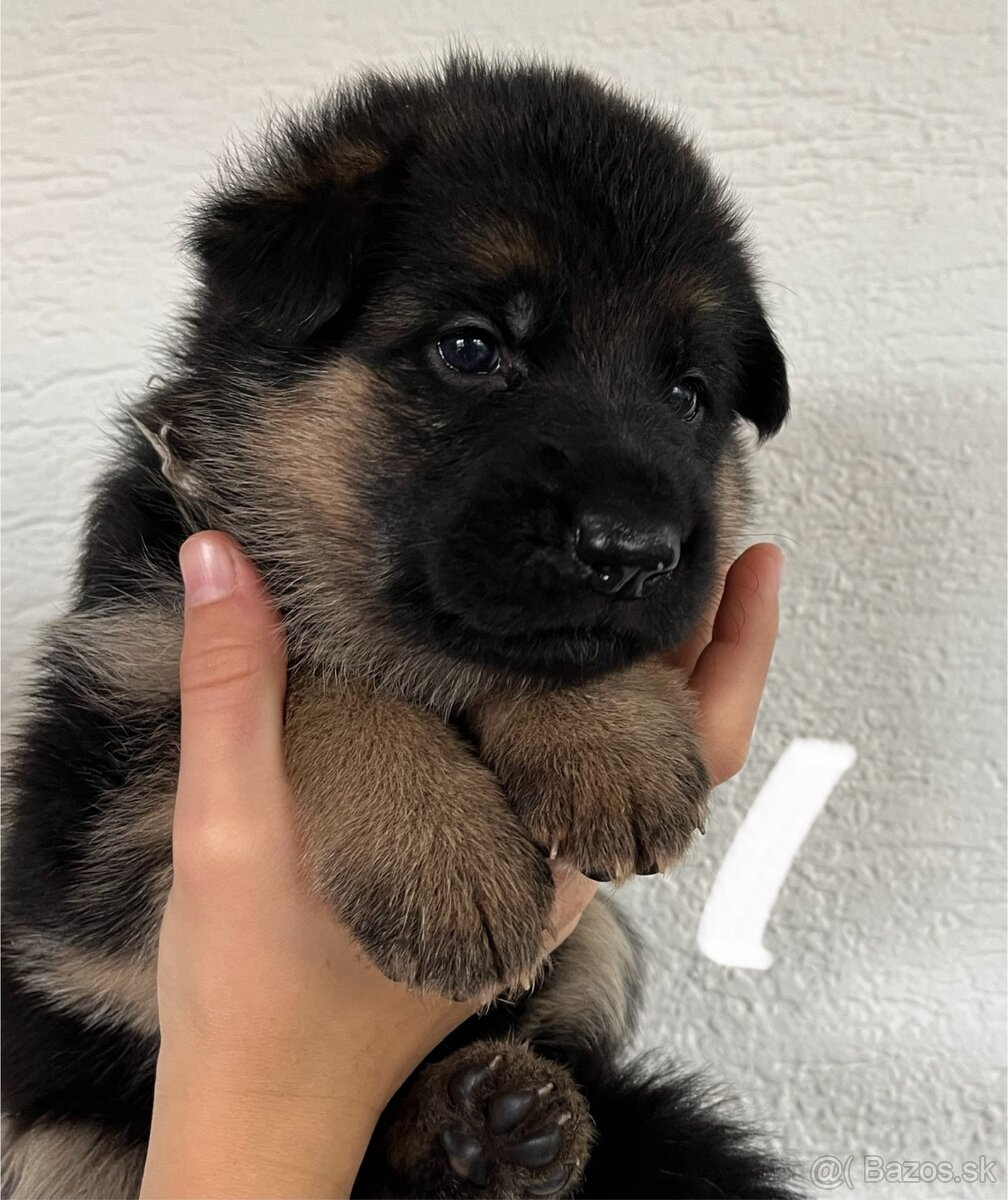 Šteniatka nemeckého ovčiaka typu Rex s PP - 15