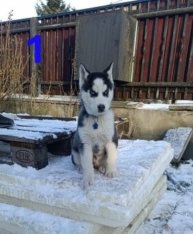 Sibírsky husky - 15