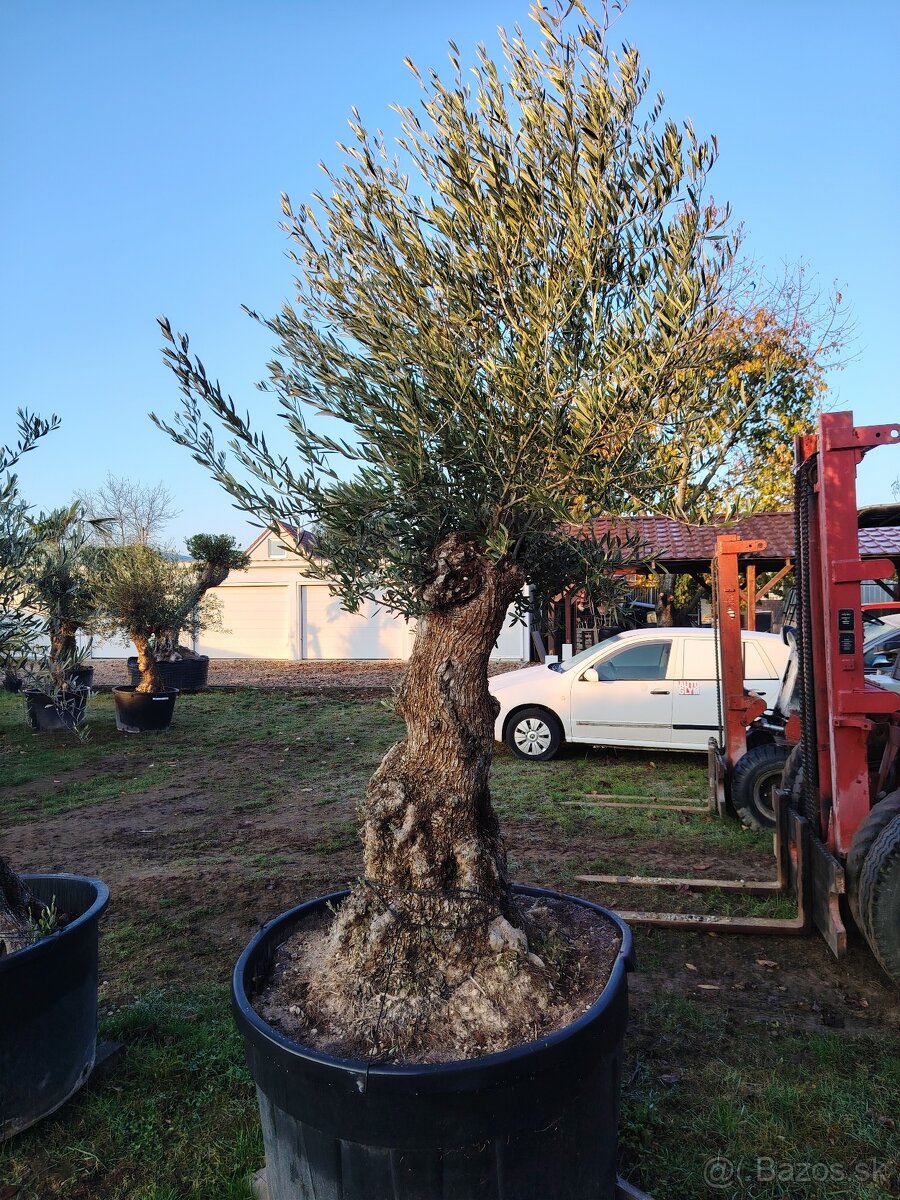 Olivovník europea - 15