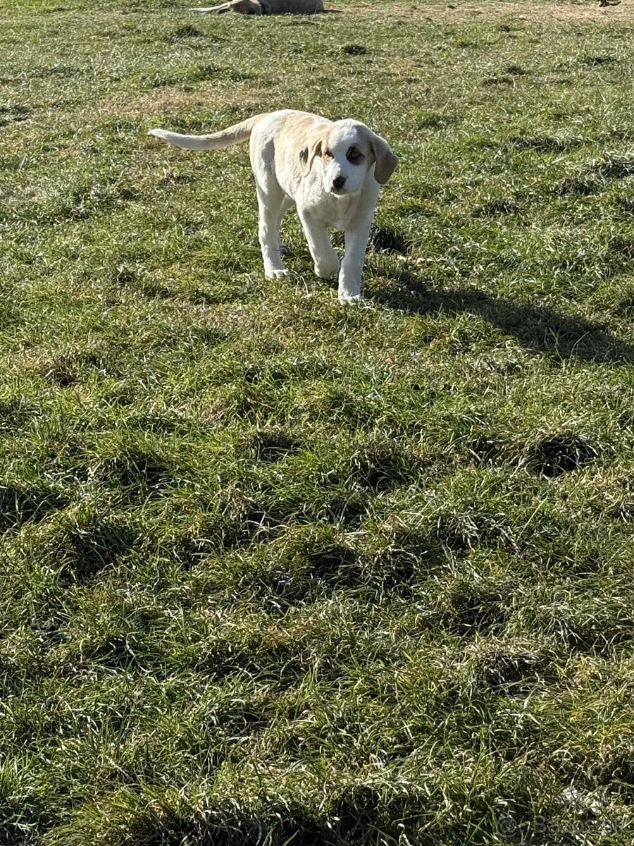 Predám šteniatka kangaly - 15