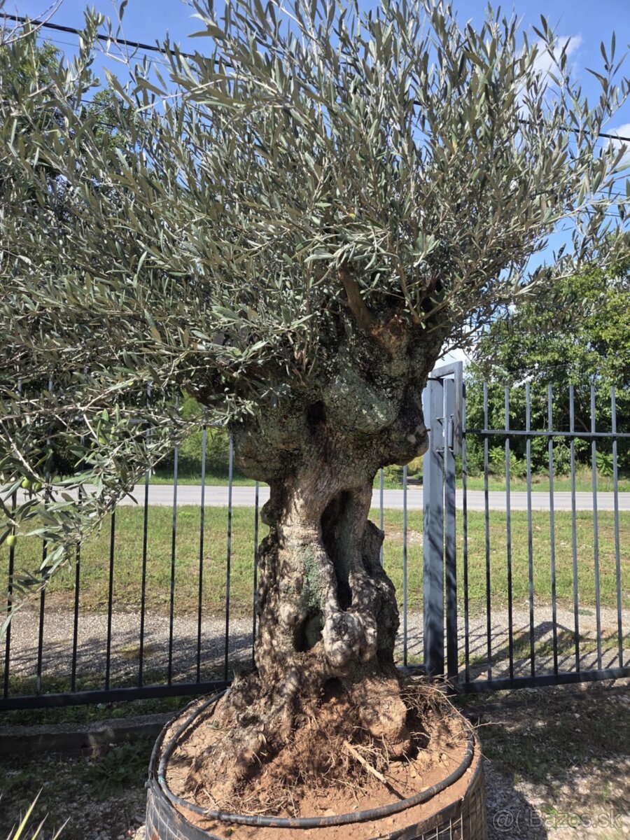 ‼️Akcia‼️ Olivovníky Bonsai - 15