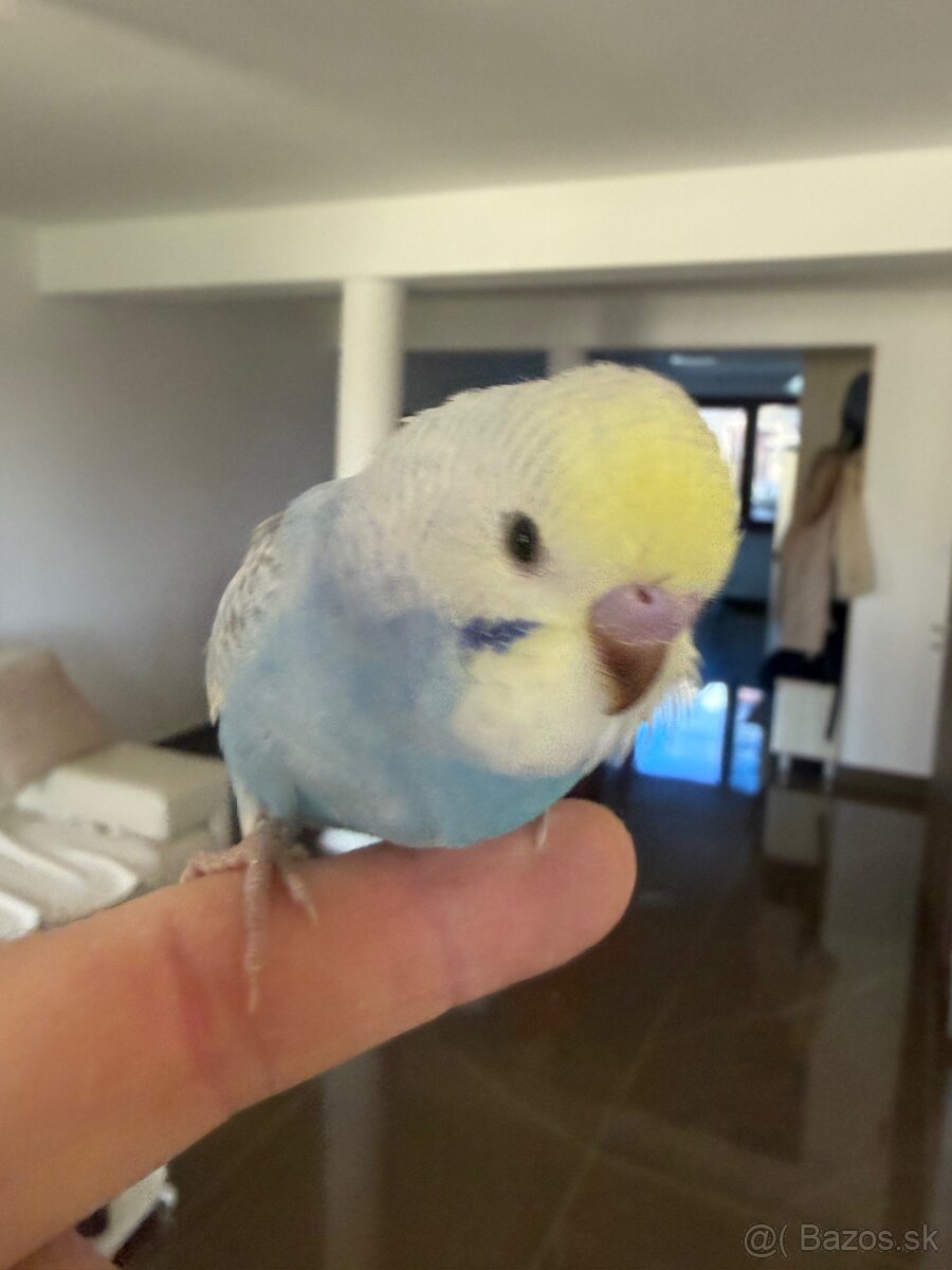 Andulka Maznačik - 15