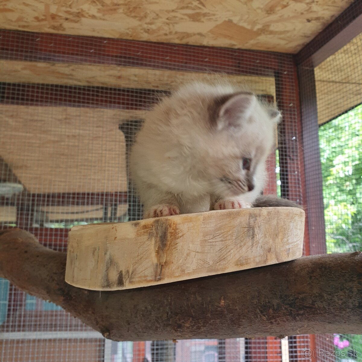 Ponukam maciatka ragdoll - 15