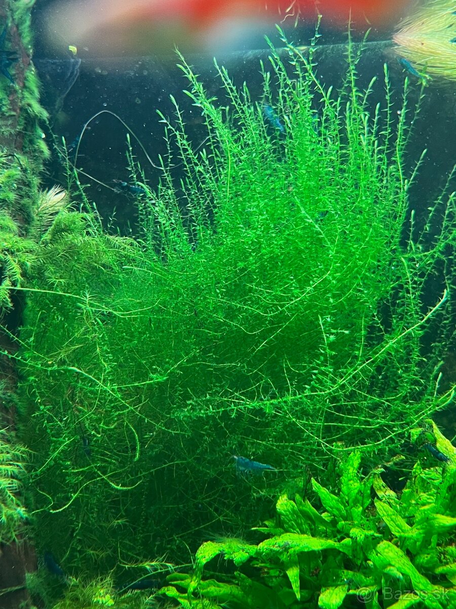 krevetky + rastlinky - 15