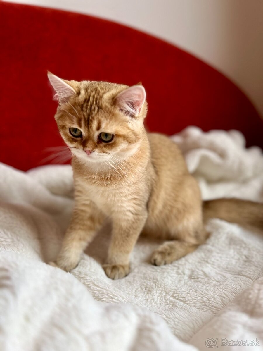 Scottish Straight v zlatej farbe - 15