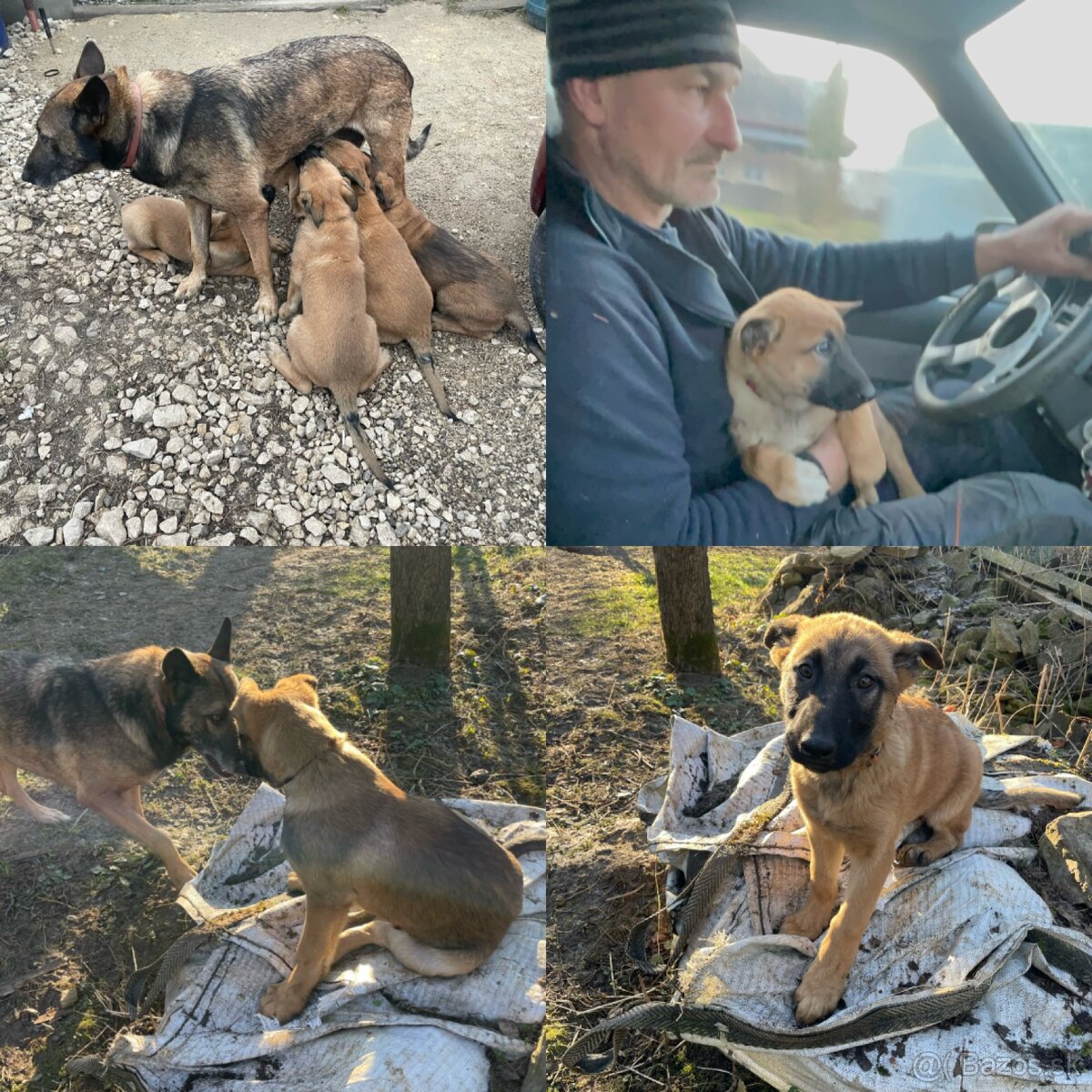 Belgický ovčiak - šteniatka - 15