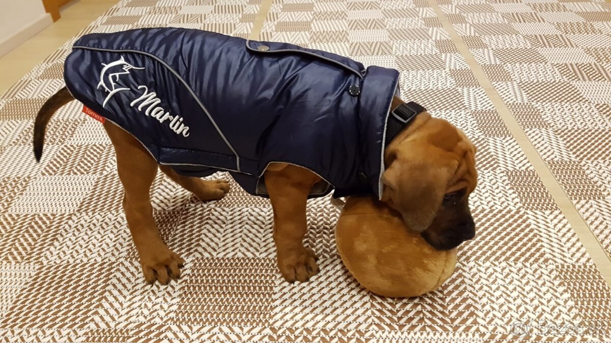 Tosa inu štěnata - přijímáme rezervace - 15