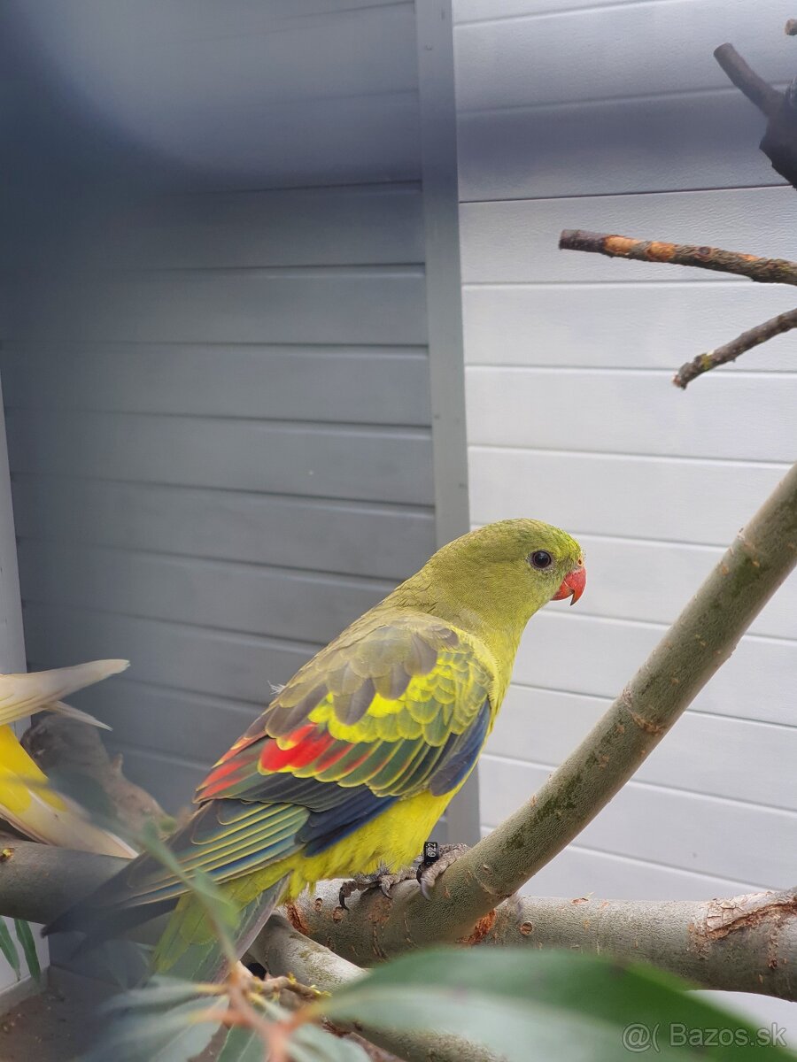 Inka,ruzovy lutino, horsky - 15