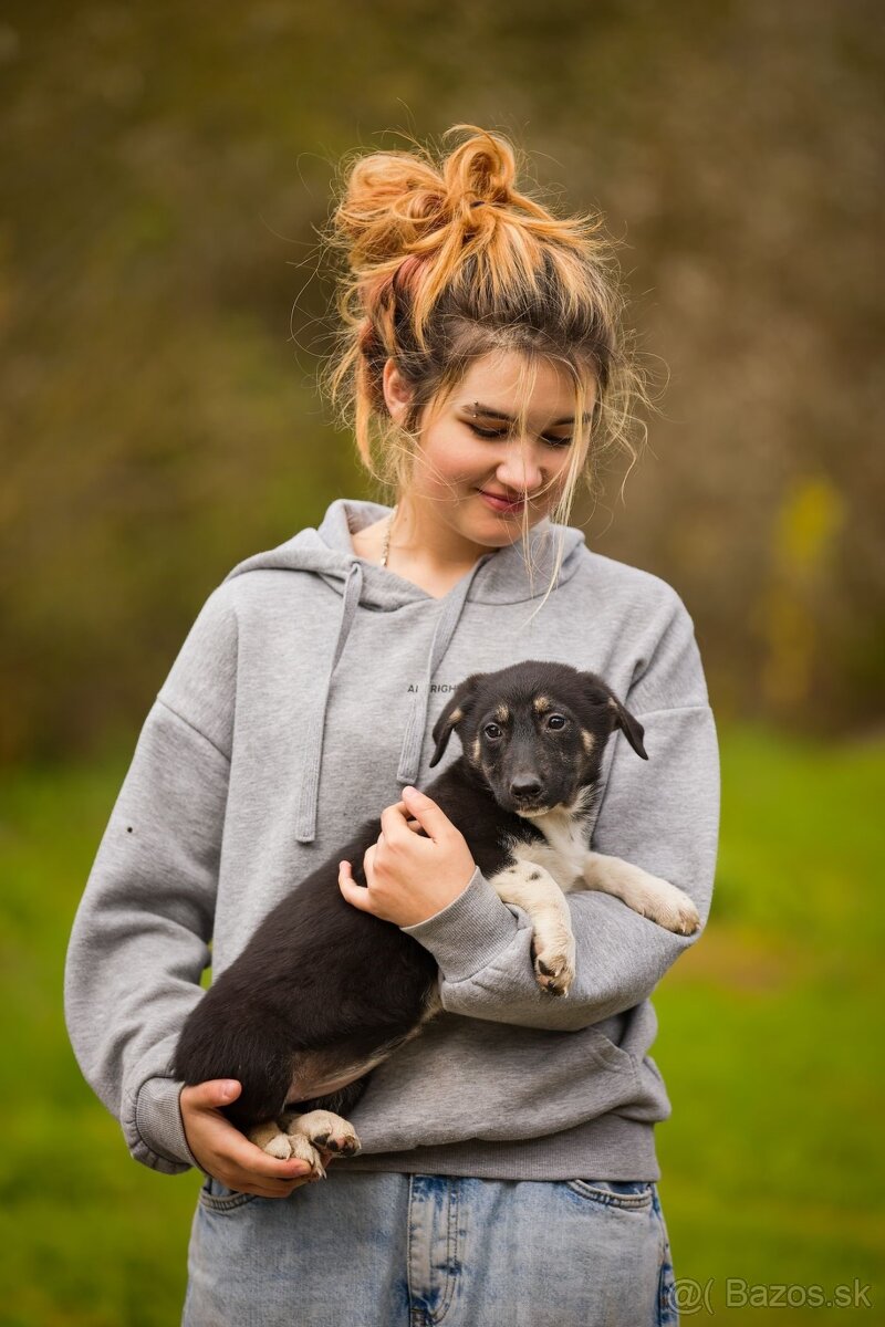 Darujem originálne šteniatka - mix husky / vlčiak / jazvečík - 15