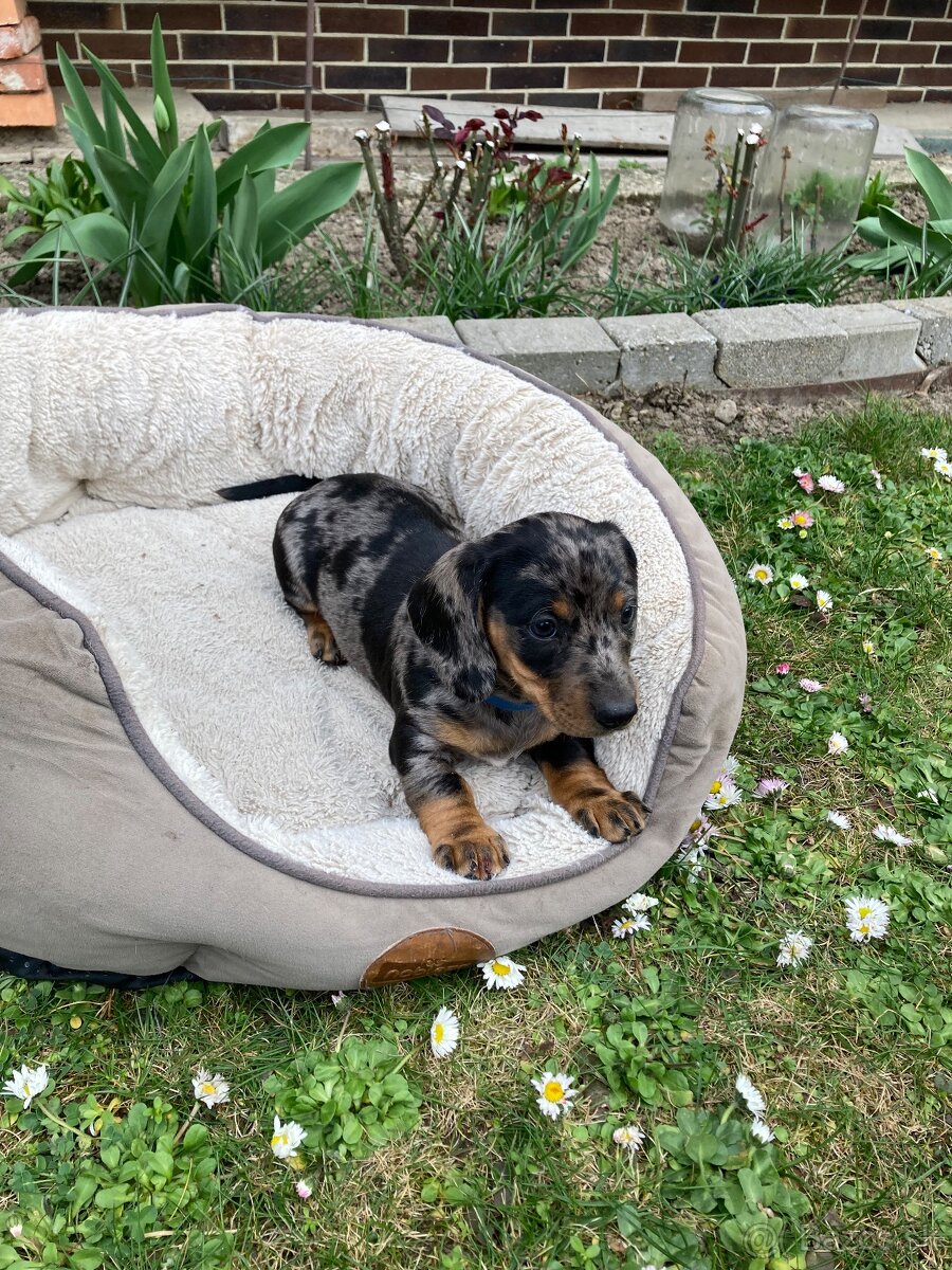 Jazvečík trpasličí krátkosrstý - 15