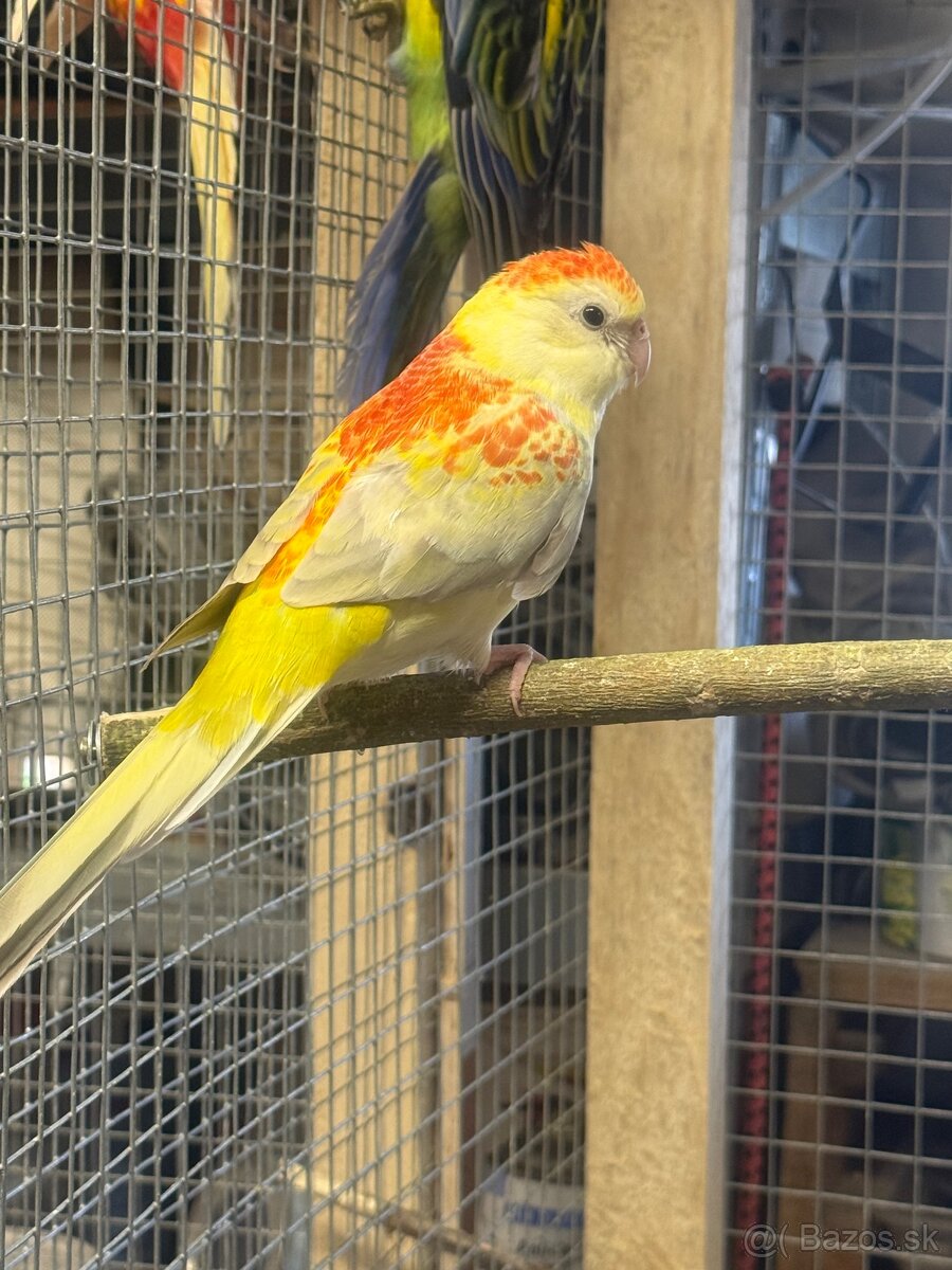 Alexandre malé , Papagáj spevavy - 15