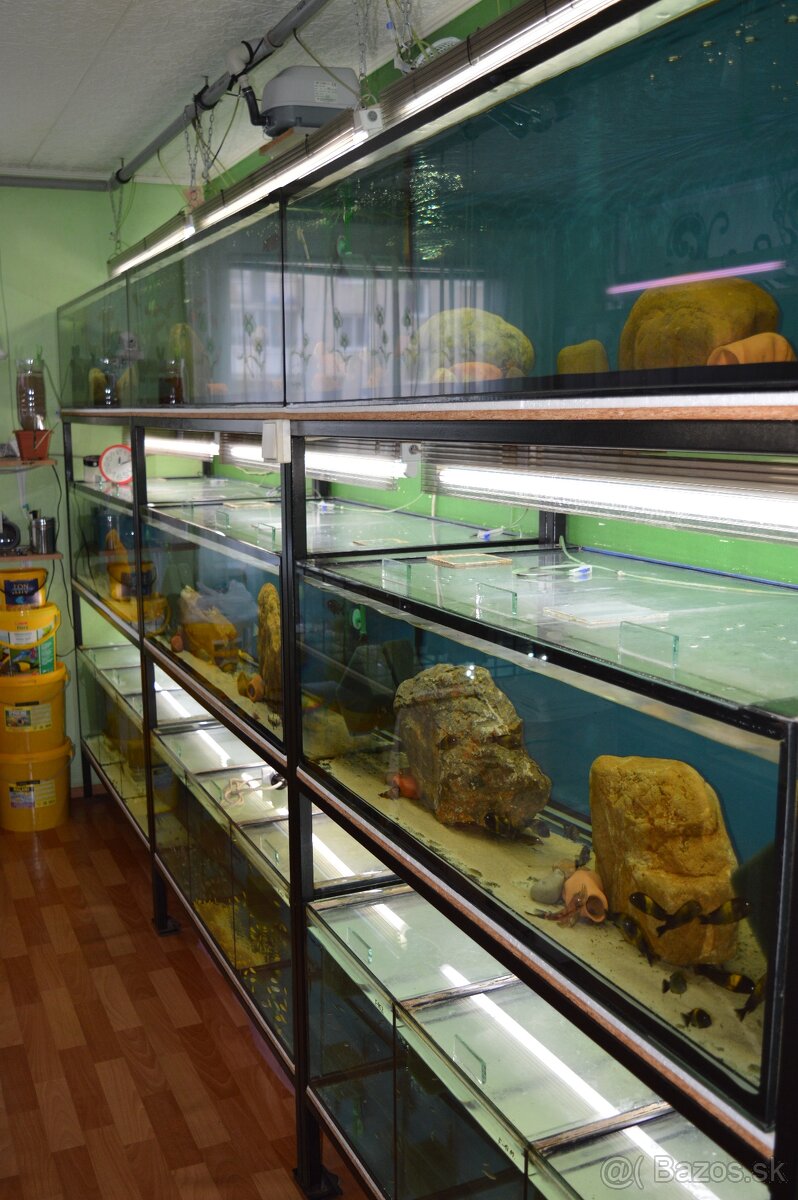 Predám prebytky chovu - Africké cichlidy. - 15