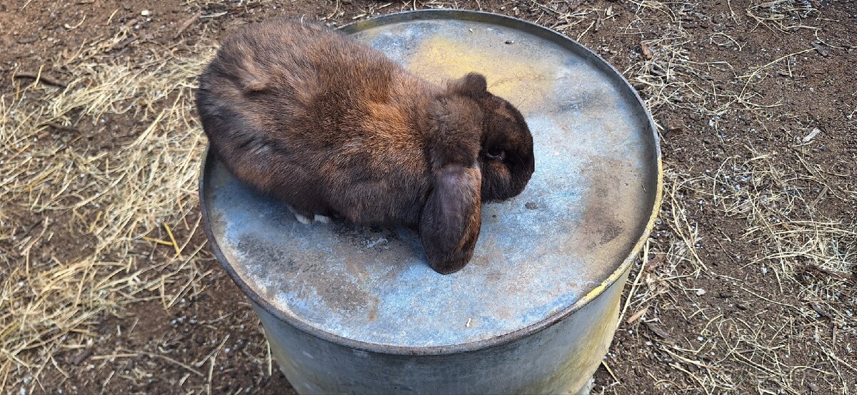 Francúzsky baran - 15