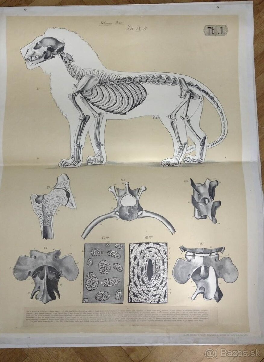 staré školské tabule/plagáty raslín-stromov-zvierat - 15