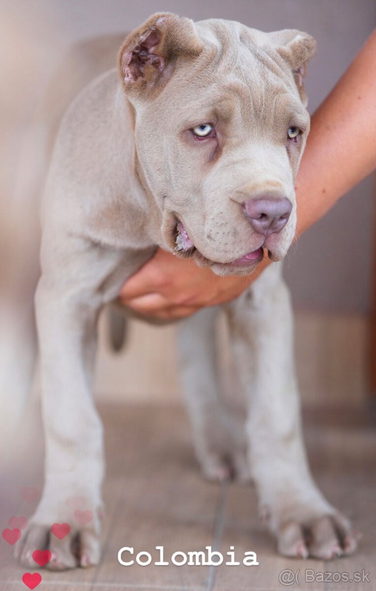 Bandog na krytie - 15