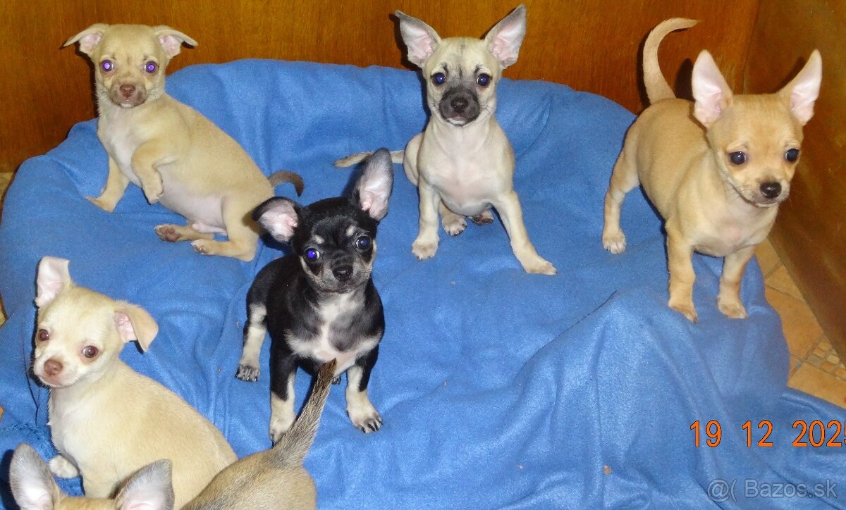 čivava krátkosrstá - 15