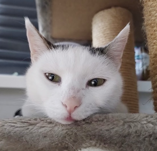 stelesnenie pokoja - 15