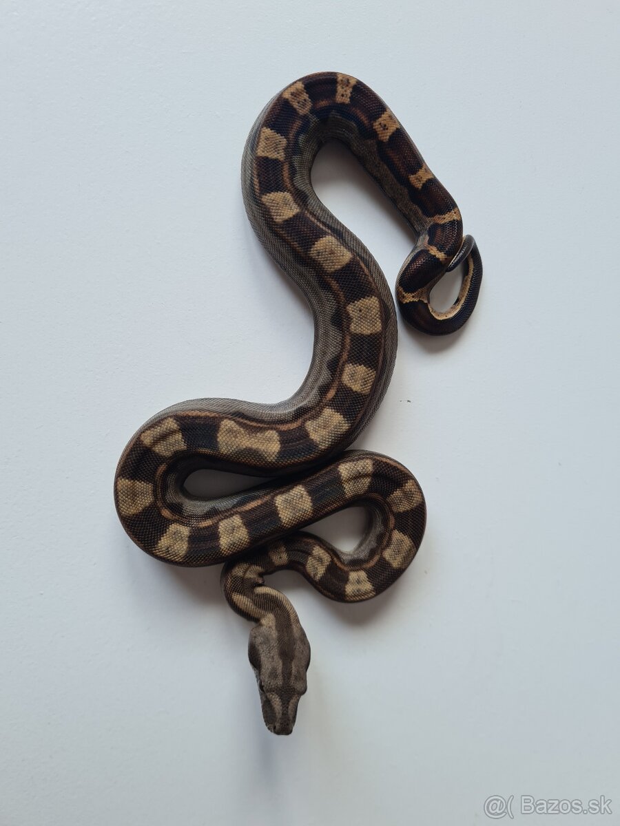 Veľhad Královský-Boa Constrictor tohto ročné - 15