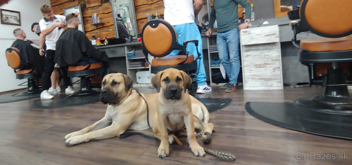 Krásna fenecka Kanárska Doga / Presa Canario s PP - 15