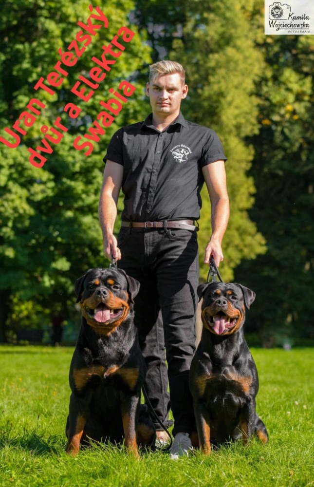 šteniatka rotvajlera - 15