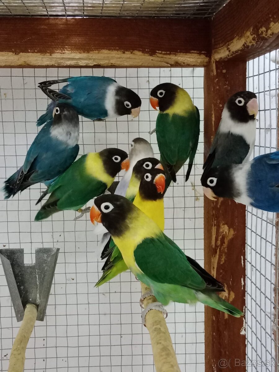 Agapornis fischeri - 15