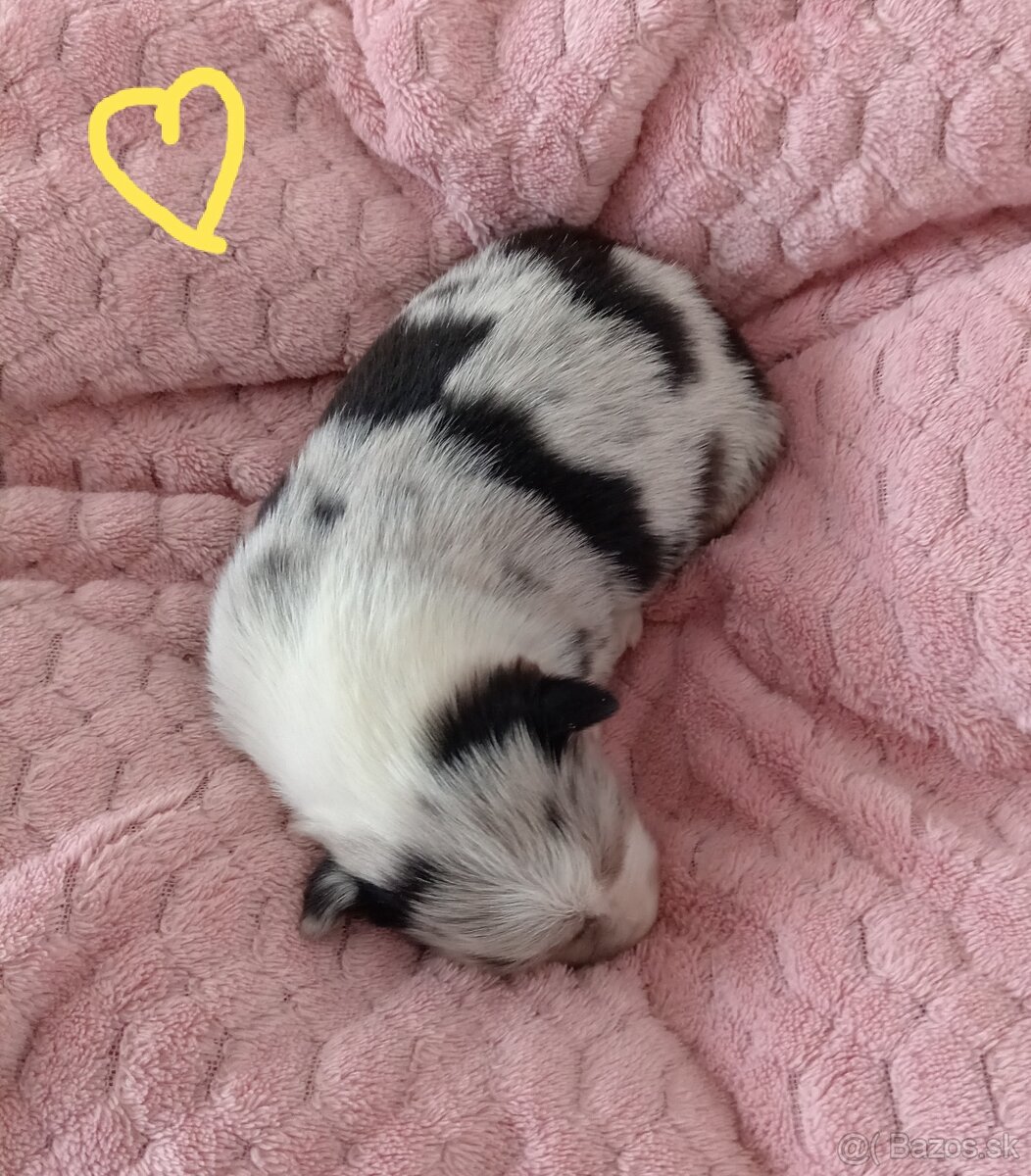 Border kólia s PP - 15