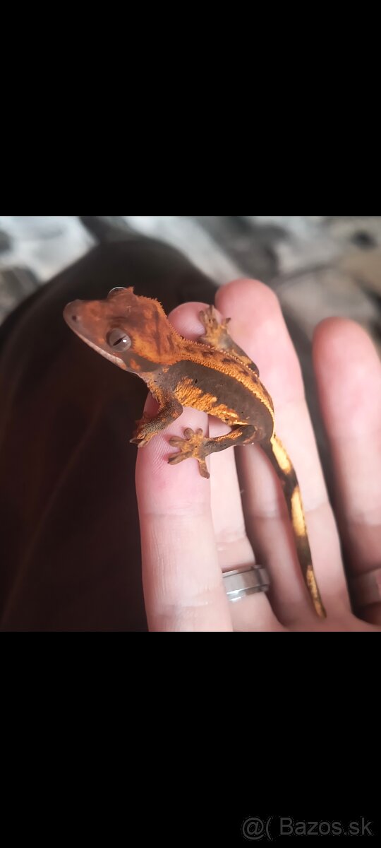 Pagekón riasnaty / Gekončik čínsky (Goniurosaurus hainanensi - 15