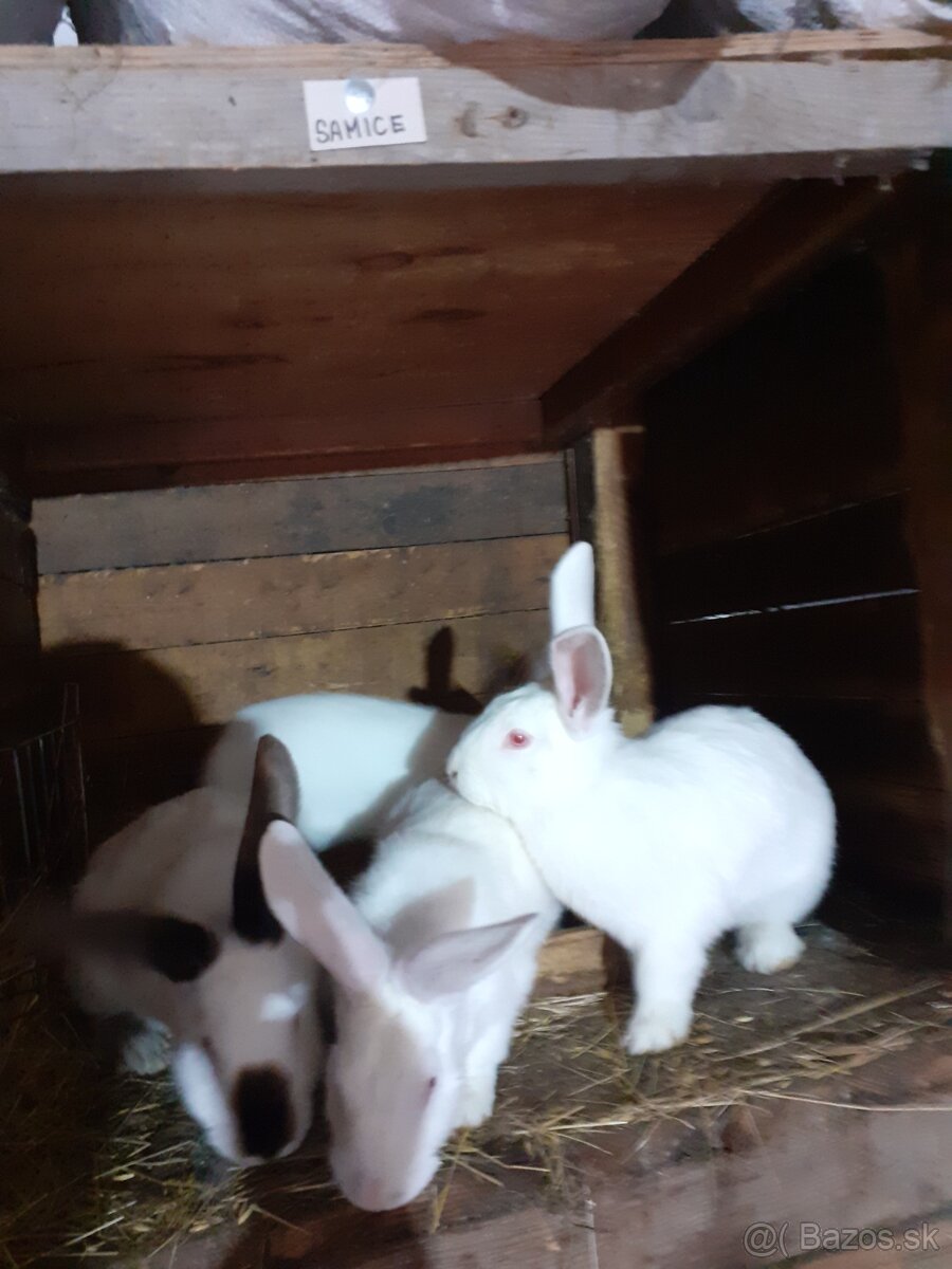 Predam zajace - 15