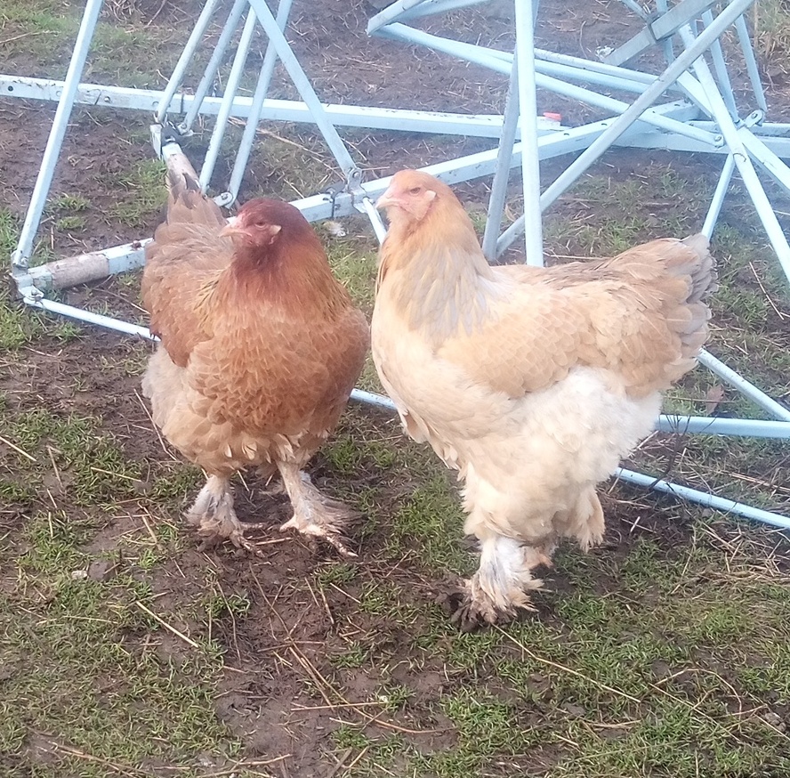 NB Brahma jarabičia 1,50€ - 15