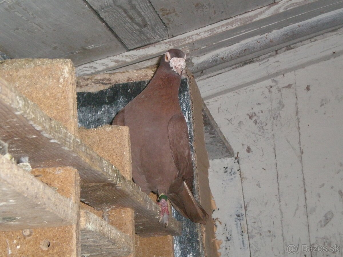 Predám poštové holuby Meulemans - 15