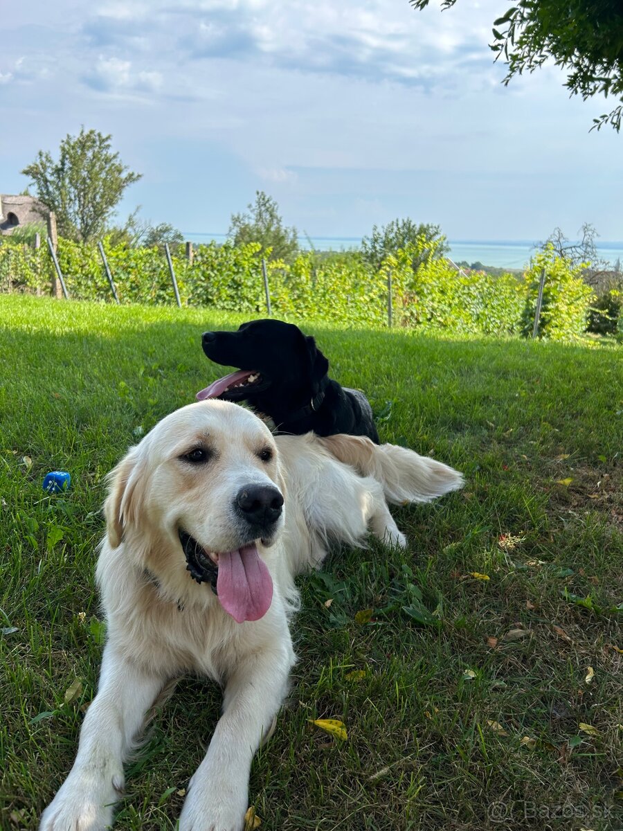 Zlatý retriever - 15