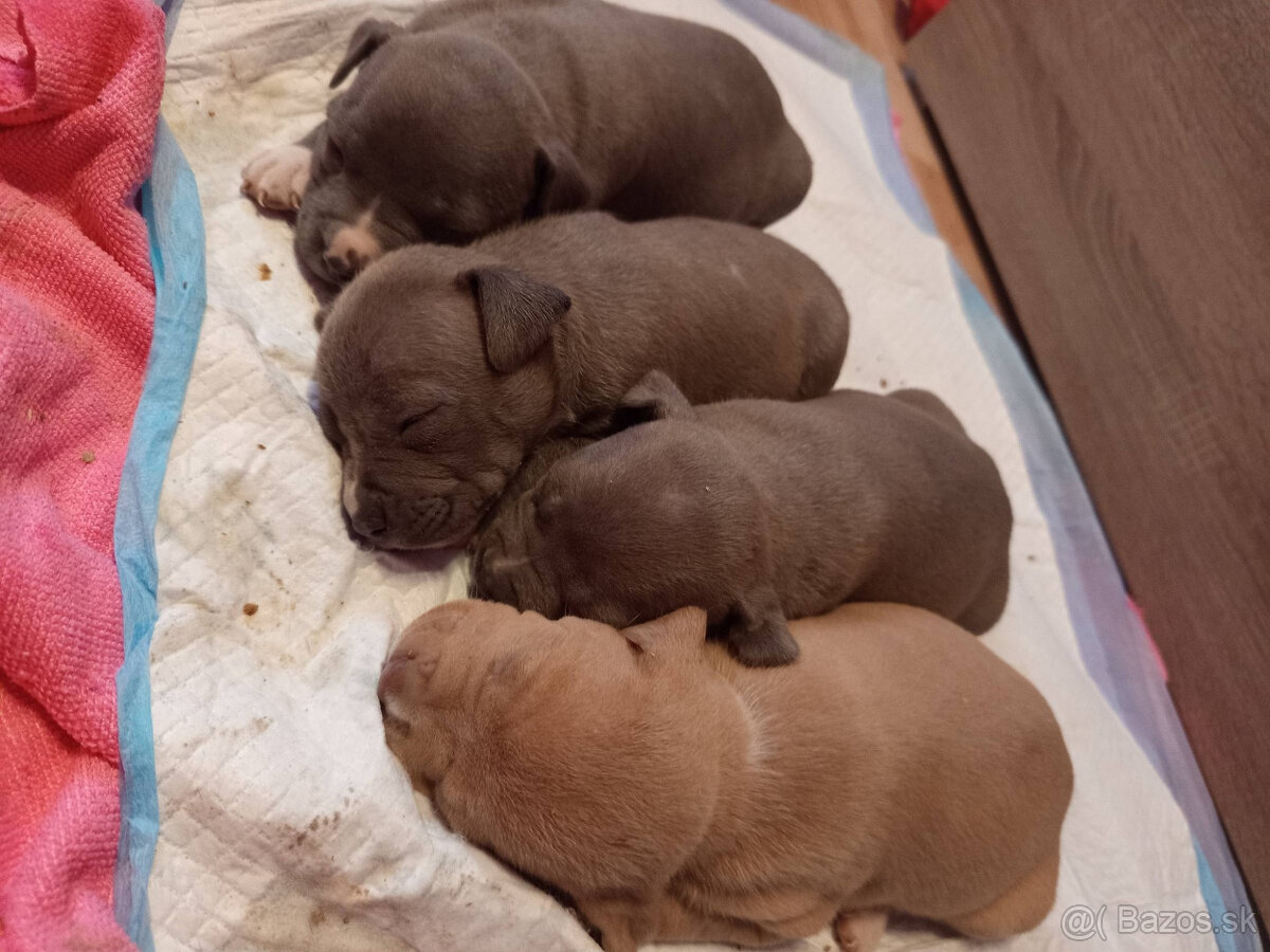 americky staforshier terrier - 15