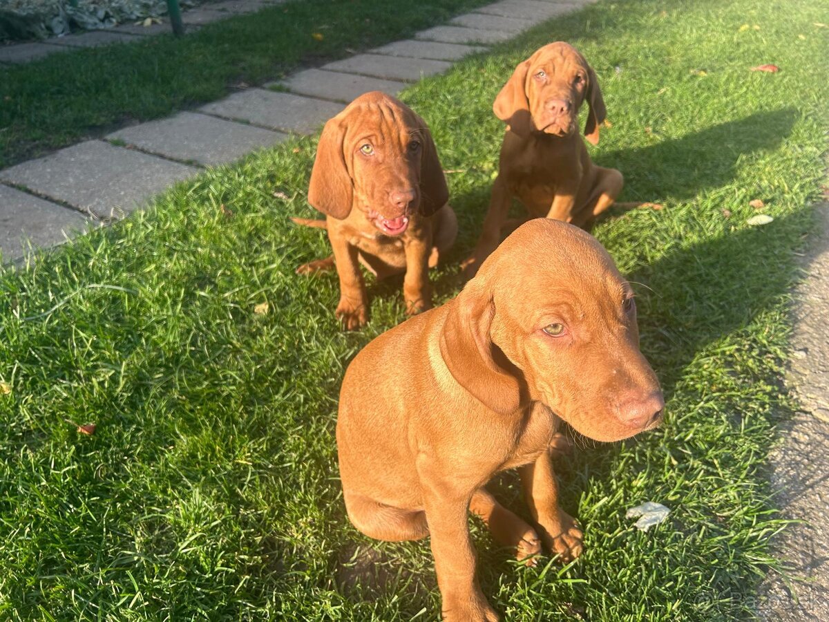 Maďarská vyžla - 15