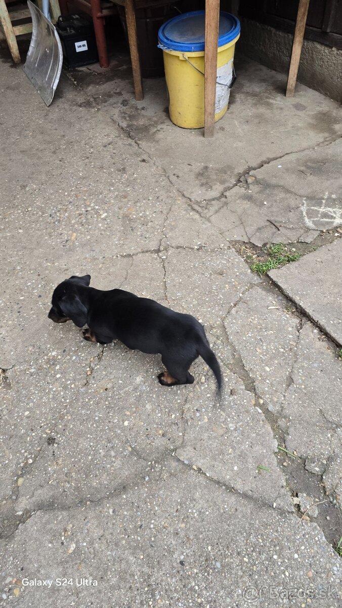 Jazvecik kratkosrsti. - 15