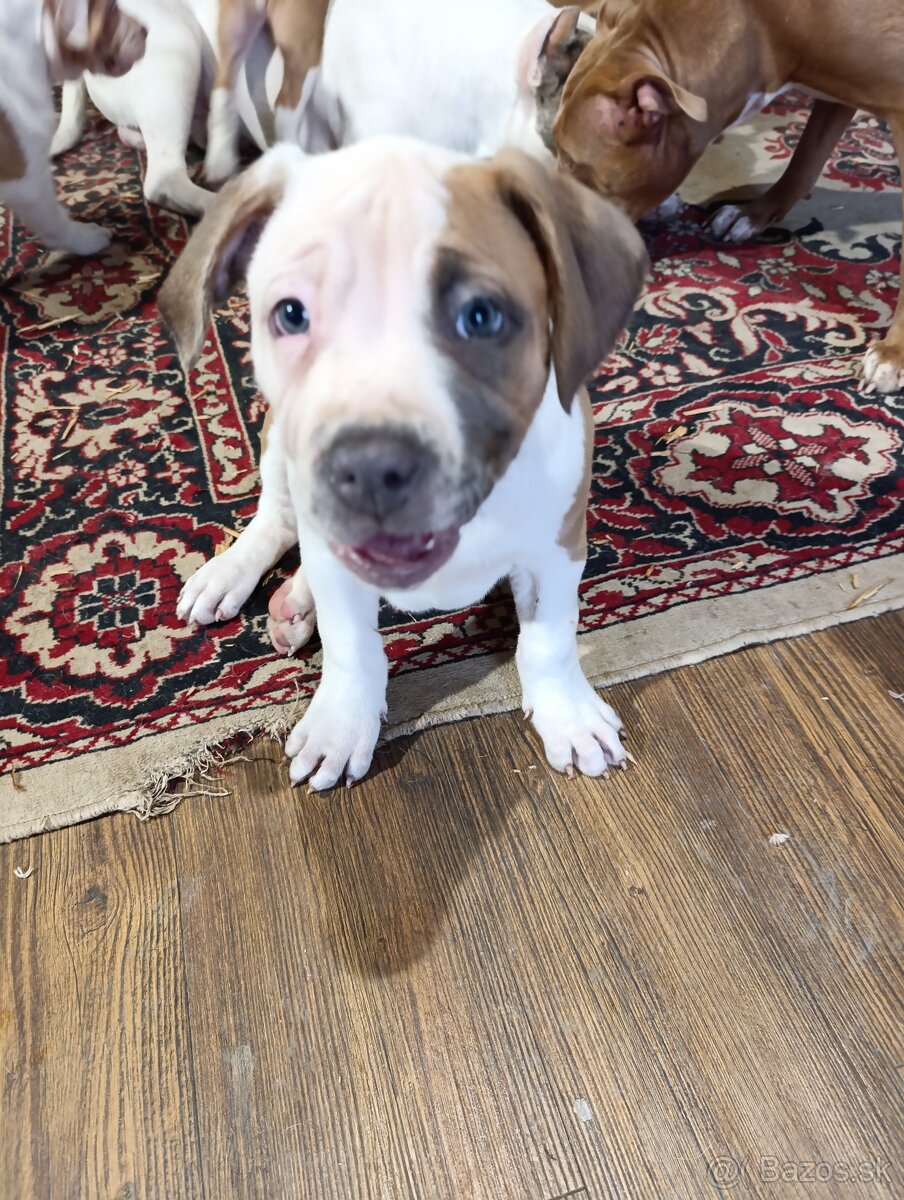 American Bully XL - 15