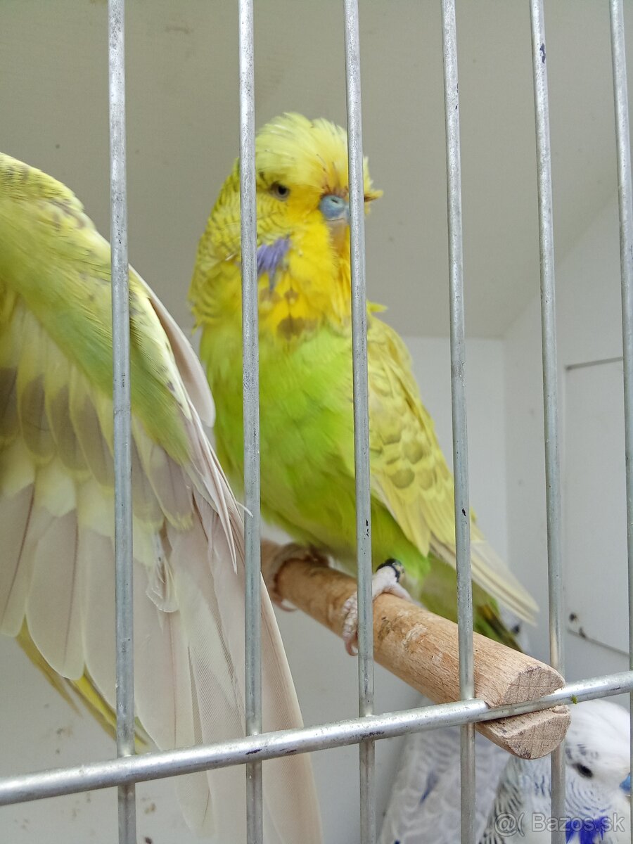 Vystavne andulky,duhove andulky - 15