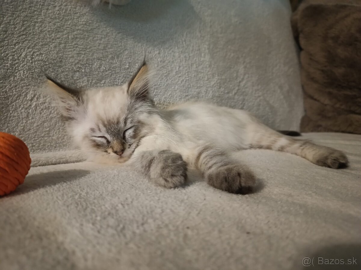 Kocúr ragdoll na krytie - 15