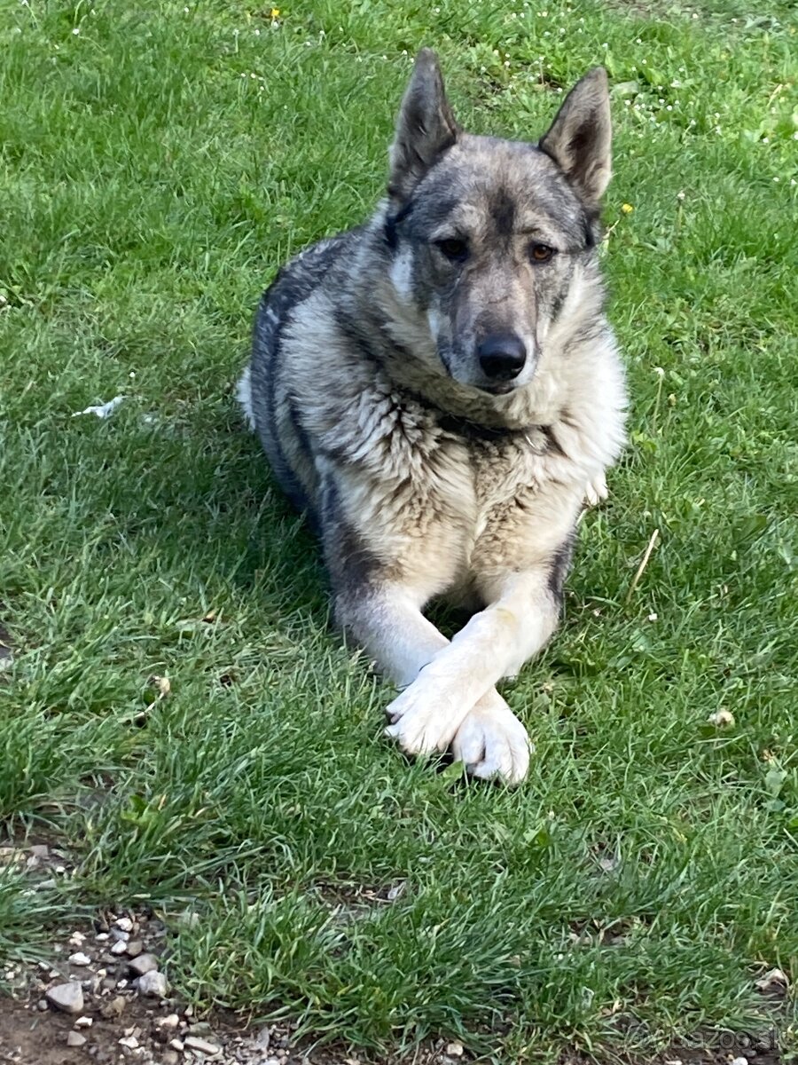 Západosibírska Lajka - 15