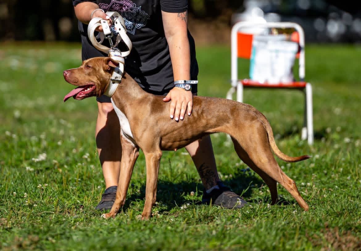 Americky pitbull terier - 15