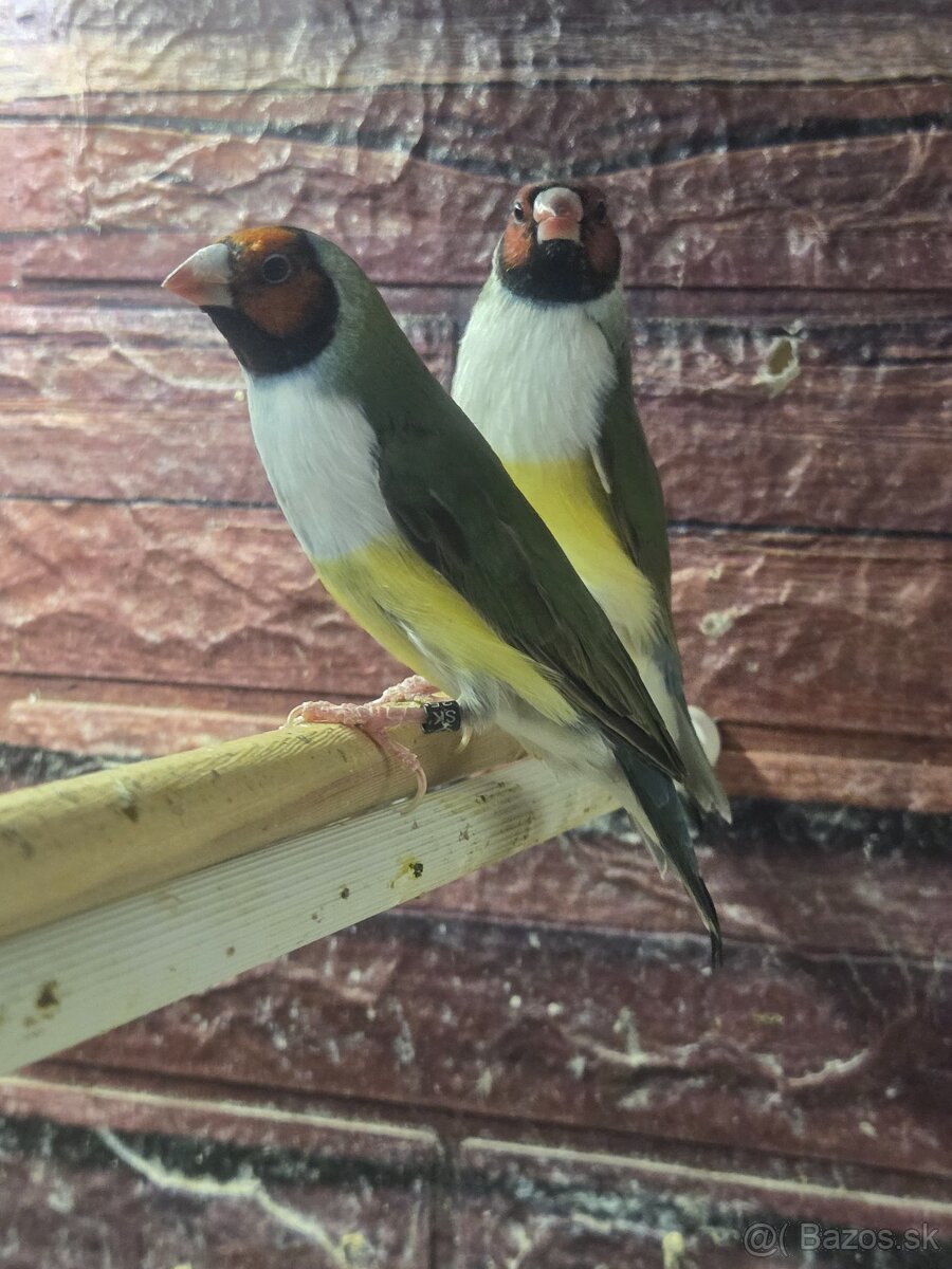 Amadina Gouldova - drobotina - 15